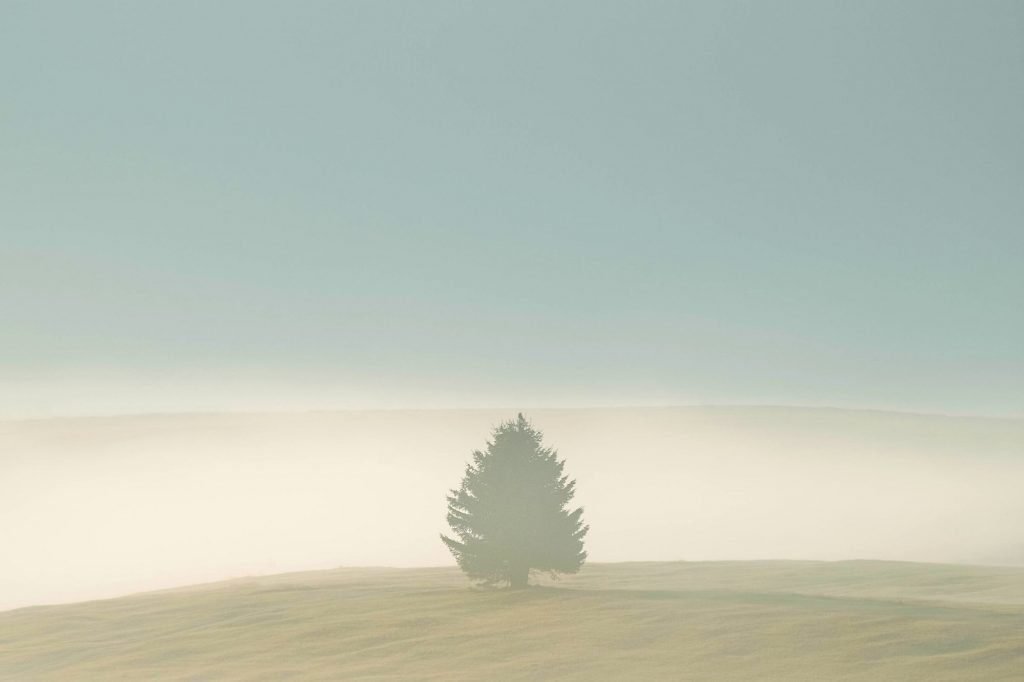 lone tree in fog - italian dolomites