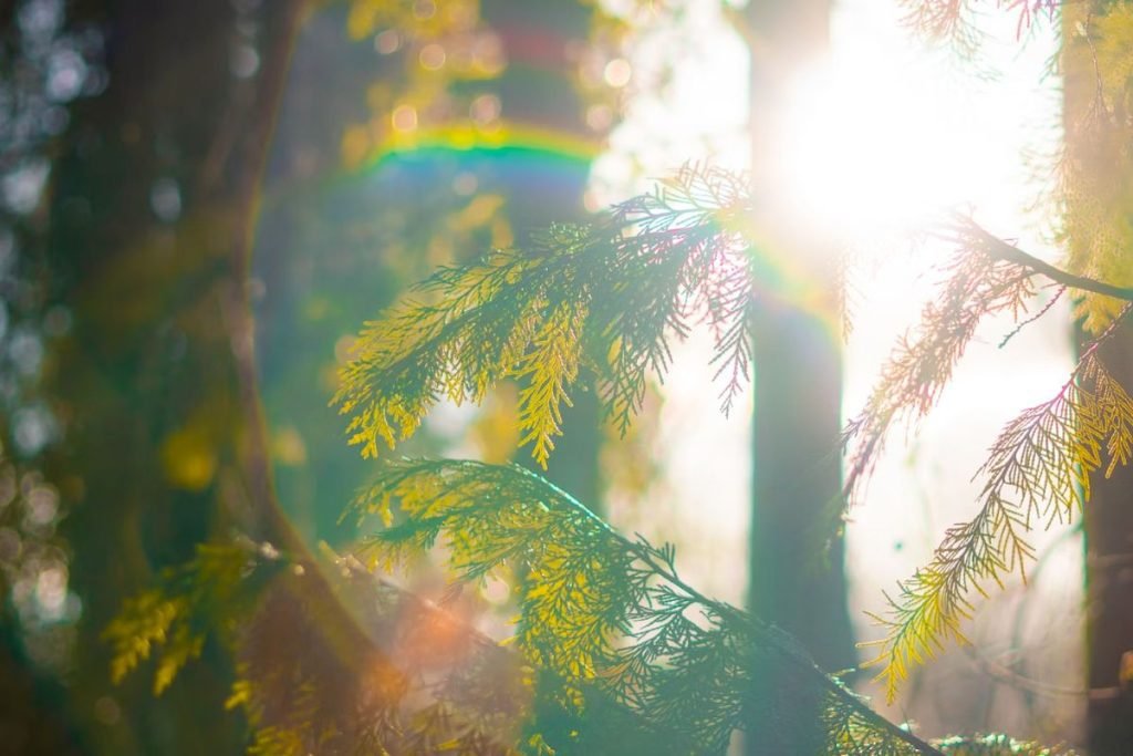motorcycle touring videos - sunshine through the trees